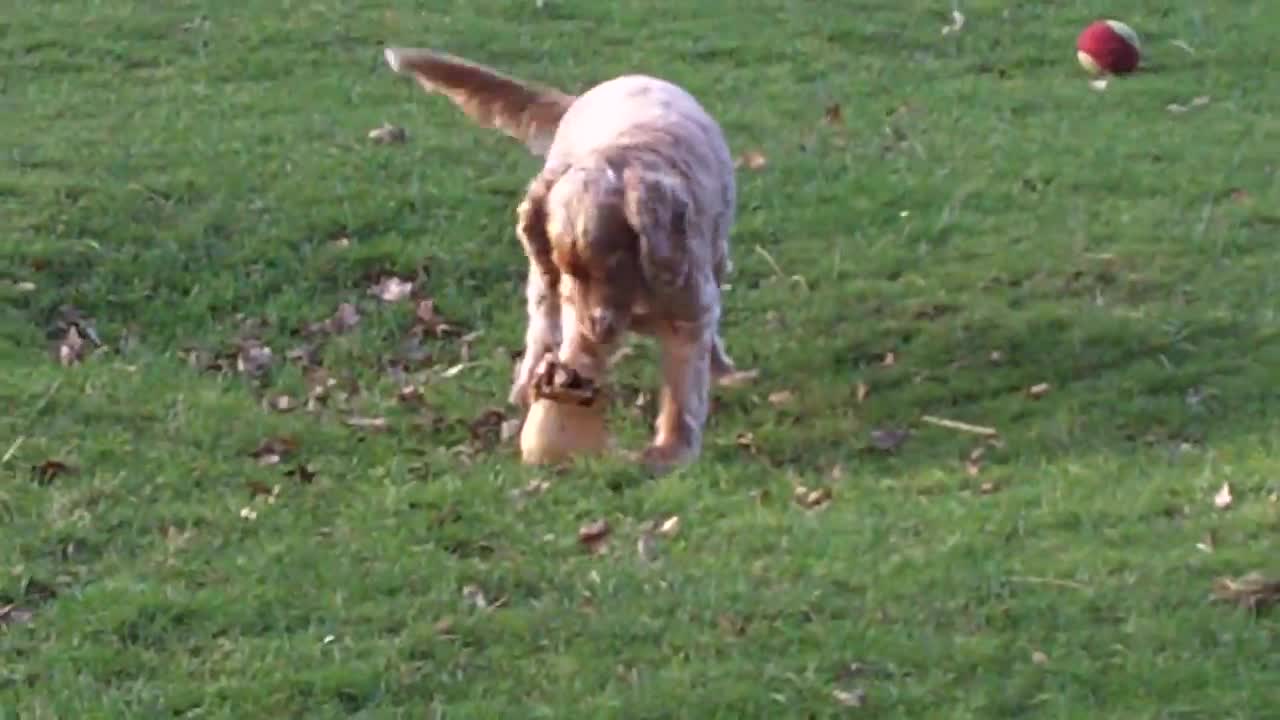 Cocker Spaniel Finlay feeling fresh and brave