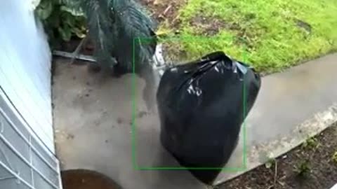 Porch Pirate has a "Unique" disguise.