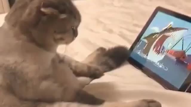 Does your cat watch cartoons on iPad?