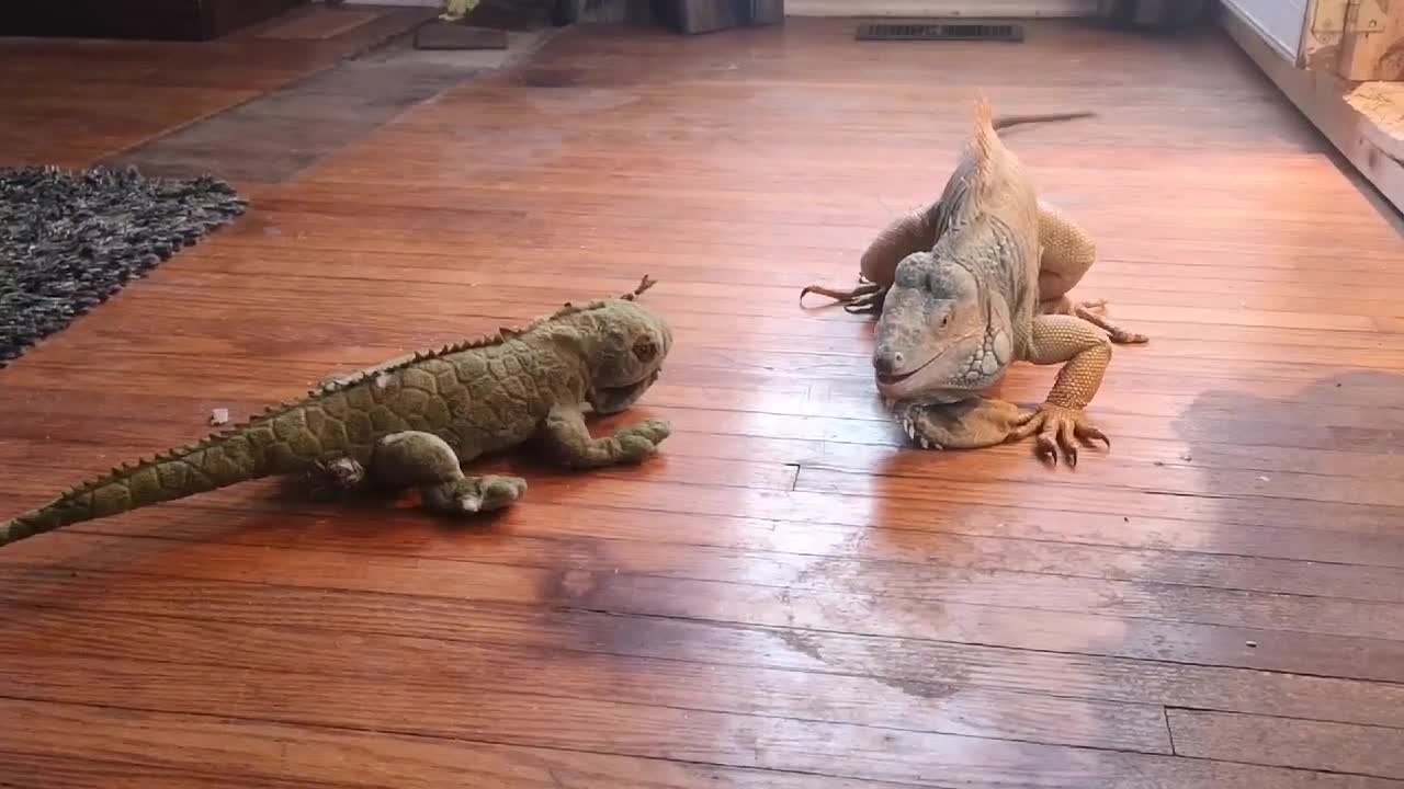 Iguana Tussles with Toy