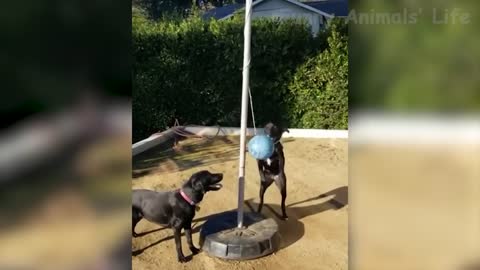 Funny And Cute Dog 🐶 Videos That Will Make You Laugh All Day Long 🤣