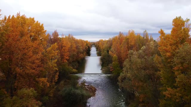 Forest in Autumn