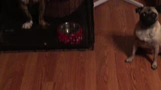 Synchronized Dog Treat Eating