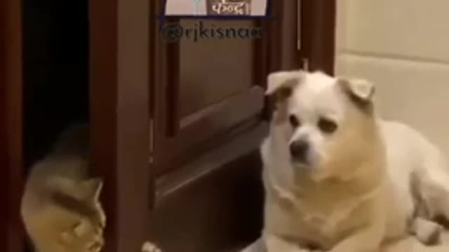 Funny cats and dogs video