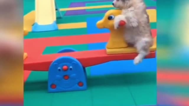 BEST CUTE SMART FUNNY CAT AND DOG VIDEOS 2021