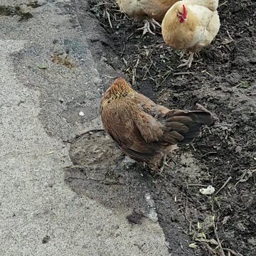 OMC! Brownie VS Bread - Does she win??? 🐔vs 🍞 = 🤯🤣 #brownie #vs #bread #chicken #shorts #funny
