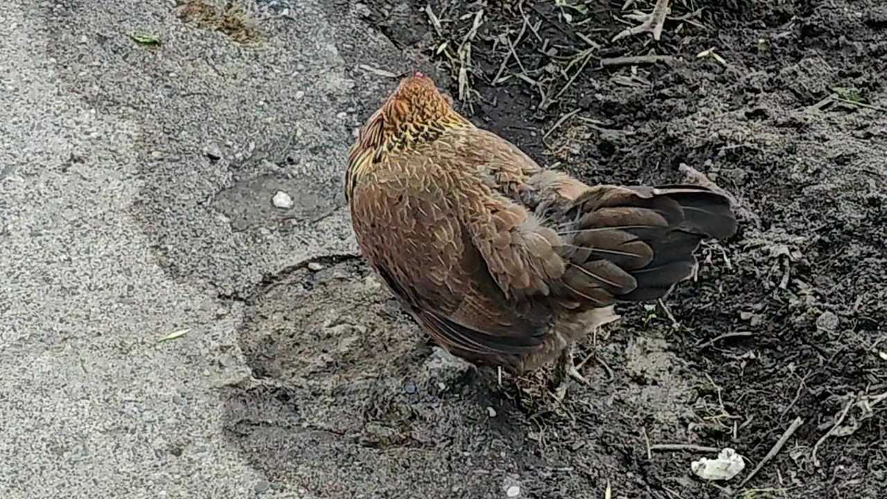 OMC! Brownie VS Bread - Does she win??? 🐔vs 🍞 = 🤯🤣 #brownie #vs #bread #chicken #shorts #funny