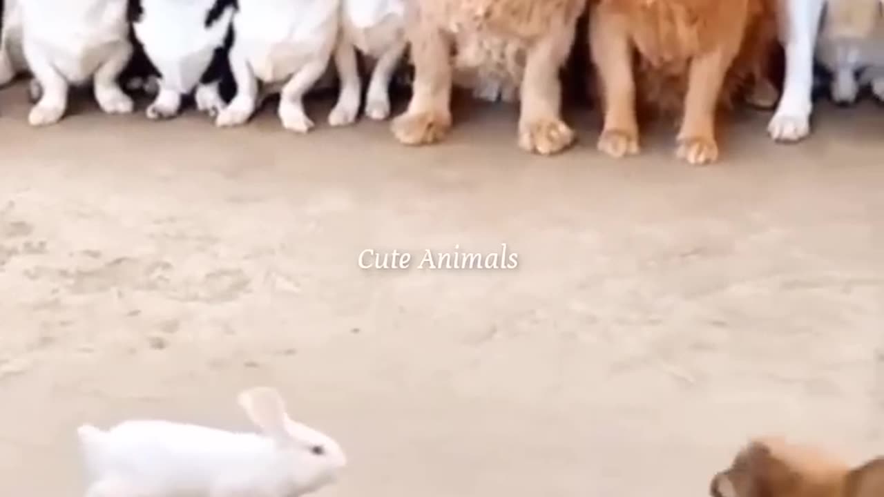 Funny animal video