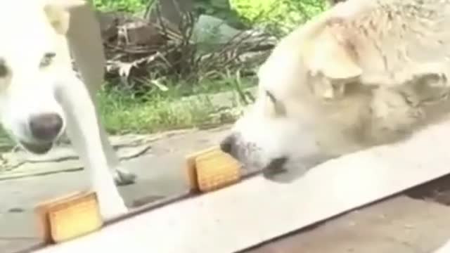 Dog vs Mirror