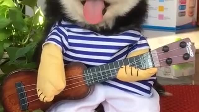 Cute dog try to play guitar funny video