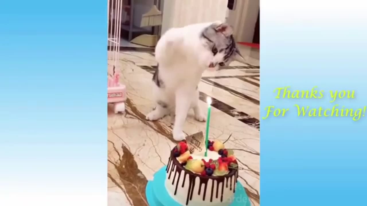 Crazy Funny animals videos