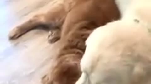 Owner Ask Dog Questions About Who Is a Good Boy