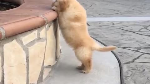 Dog Funny Videos