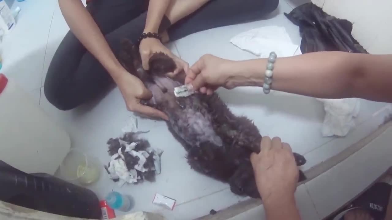 HOW CAN I REMOVE TRAP GLUE FROM THE DOG'S FUR#