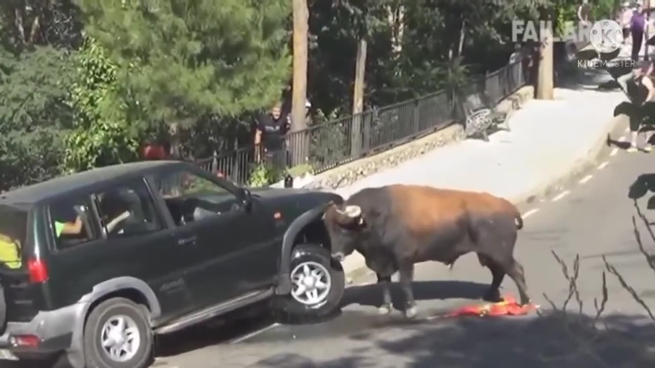 Funny Cow Video