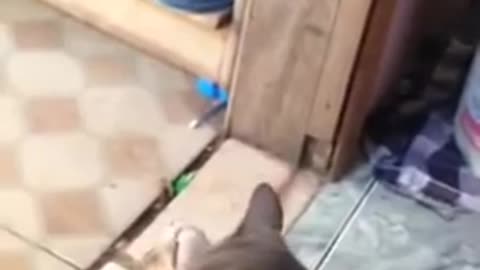 Meu gato pega é de frango assado De quatro a pra cachorro