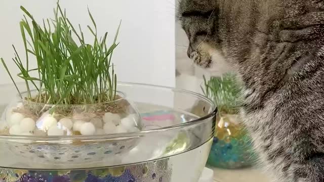 Funny Cats and Kittens Meowing Compilation 2021
