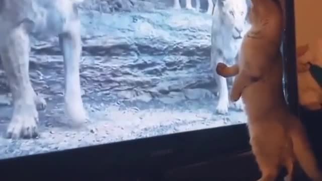 Smart cat getting scared by wild lion TV image