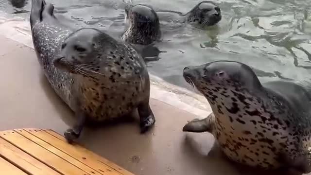 The first time I heard seal animals made a sound like this