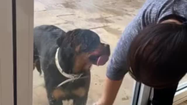 Pup eager to "help" owner clean the glass door