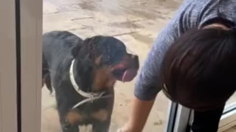 Pup eager to "help" owner clean the glass door