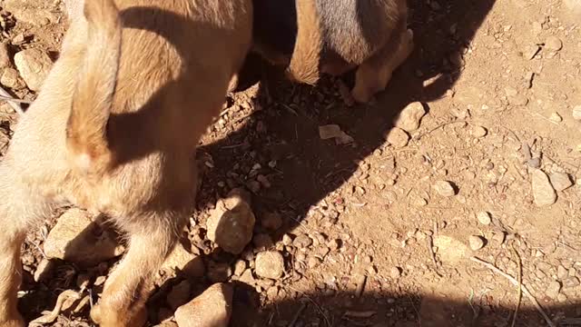 Angry puppies