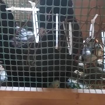 Venomka and her children ;-)