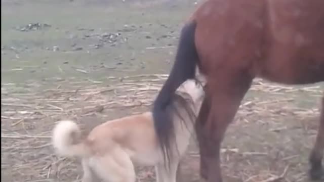 Funny shorts