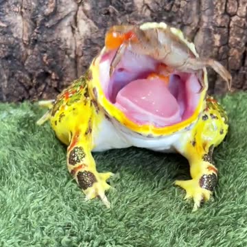 Frog screamed when he was pinched by Mr. Krabs