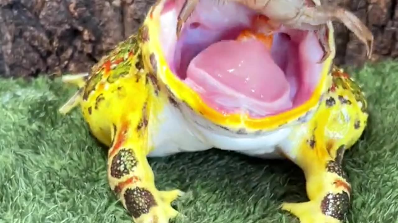 Frog screamed when he was pinched by Mr. Krabs
