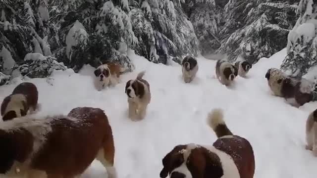 Beautiful Dogs in Snow