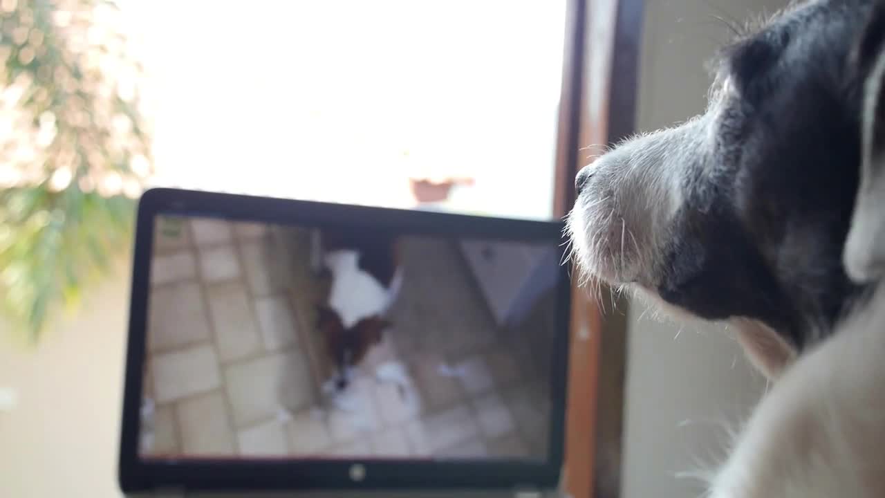 Dog Watching Funny Video on Laptop. Closeup