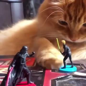 Kitten playing with dolls