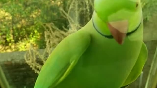 cute Green Parrot Perched On A Glass Window Ledge