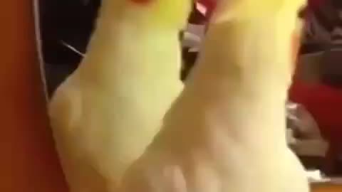 Cockatiel sings and dances happily in front of the mirror! Oh how cute.