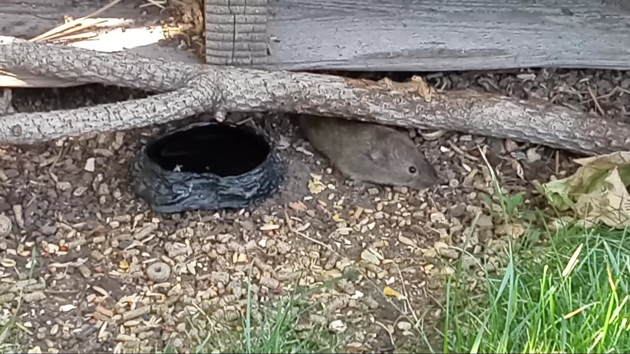 Wild Gerbils & The Dragonfly Shows Up Again!