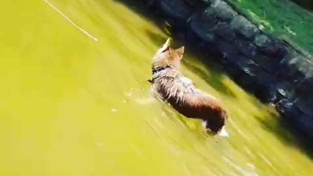 Stubborn Husky Dog Videos 😁😇 Best Funny Animal Videos 2022 😺 Funny Dog Videos 2022 😁