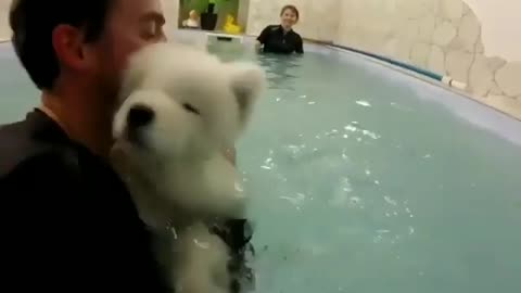 A happy day starts with the dog swimming