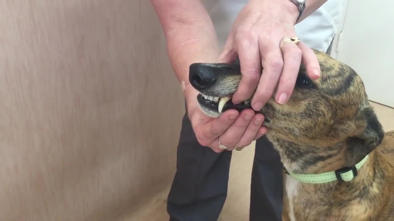 How to safely open a dogs mouth!!