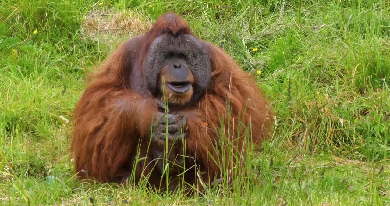 Animals Of The World.UCJXQF