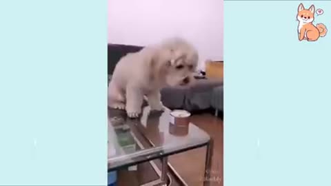 Funny Dog Videos 2020🤣 🐶 It's time to LAUGH with Dog's life