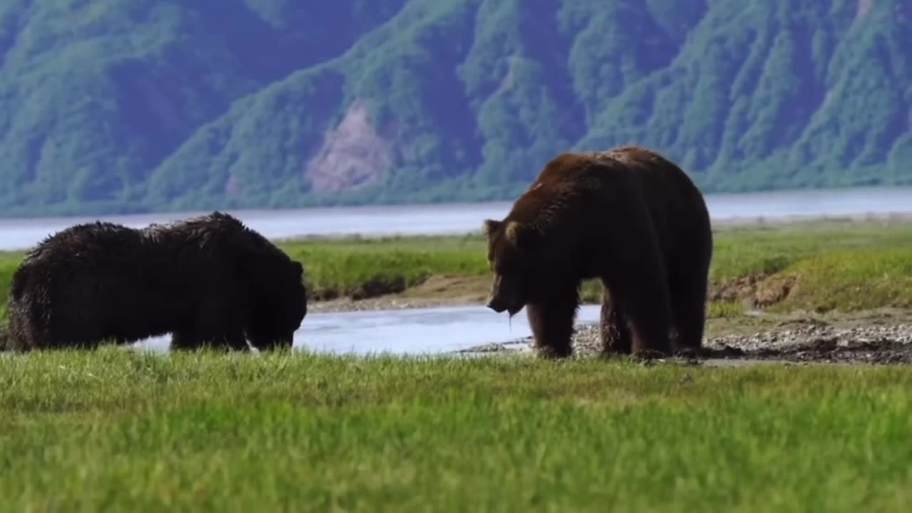 Two Bears Fighting ■ Captured amazing scenes~Fighting between to ferocious Bears●