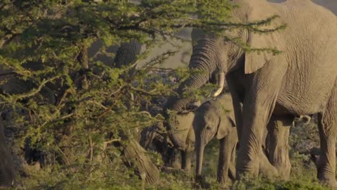 Herd of Elephants in Kenyan Reserve