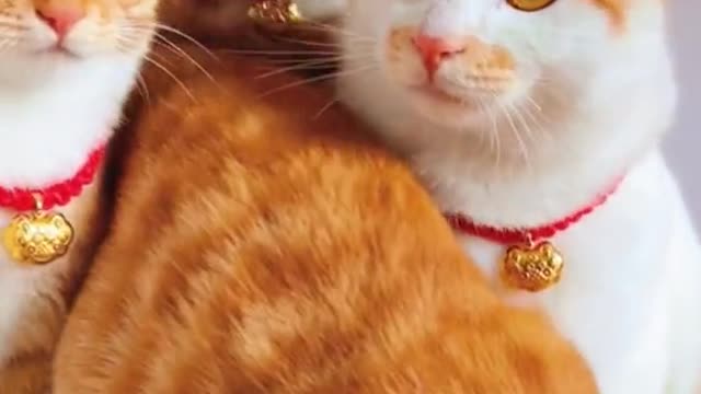 Very honey cute kitten.