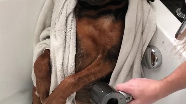 Pooch Enjoys Some Post-Bath Pampering