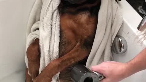 Pooch Enjoys Some Post-Bath Pampering