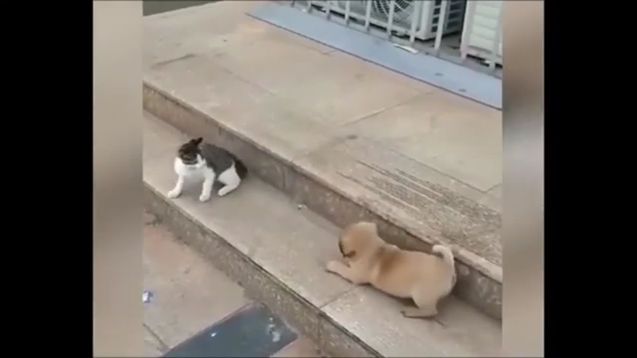 Cats v Dogs - Funnnies