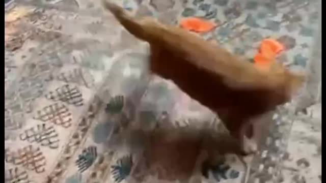 Kitten also likes to play balloons
