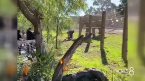 25-year-old father carries his toddler daughter into elephant enclosure at San Diego Zoo