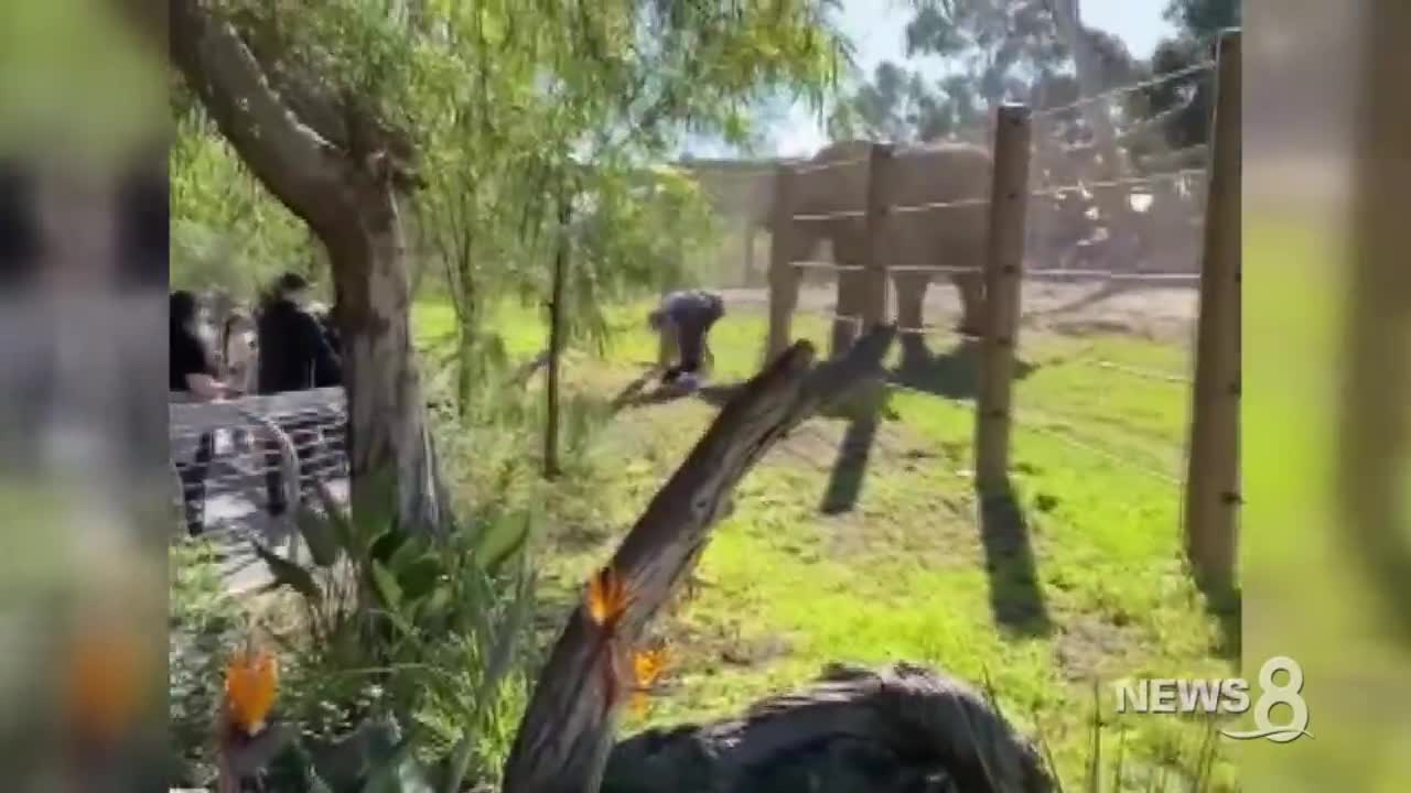 25-year-old father carries his toddler daughter into elephant enclosure at San Diego Zoo